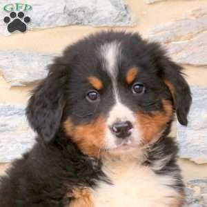 Jett, Bernese Mountain Dog Puppy