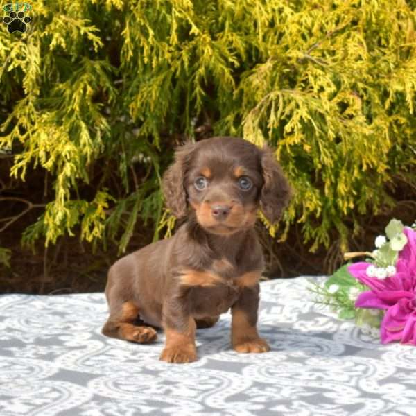 Jewel-Miniature, Dachshund Puppy