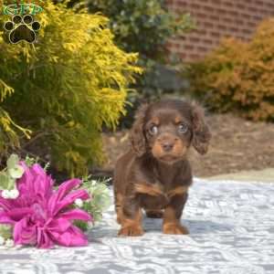 Jewel-Miniature, Dachshund Puppy