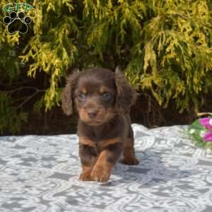 Jewel-Miniature, Dachshund Puppy