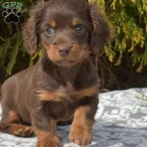 Jewel-Miniature, Dachshund Puppy