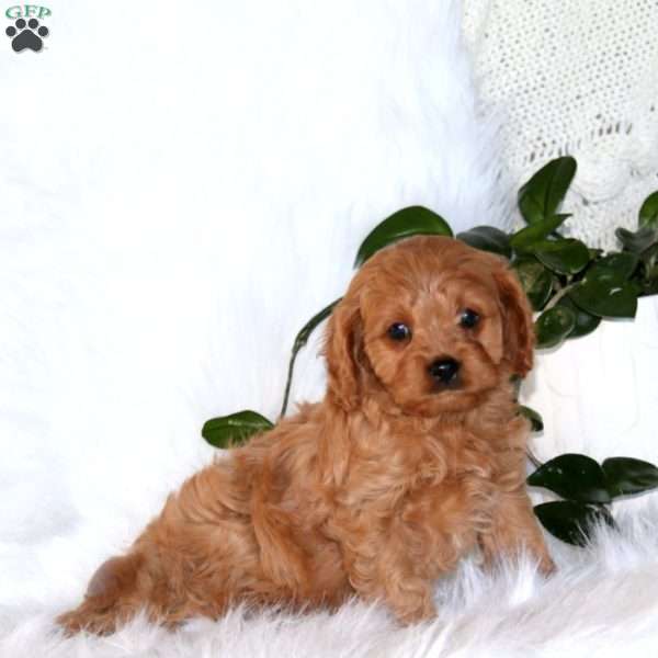 Jewel, Cavapoo Puppy