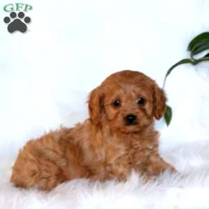 Jewel, Cavapoo Puppy