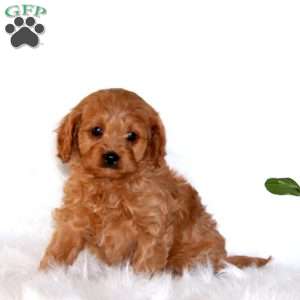 Jewel, Cavapoo Puppy