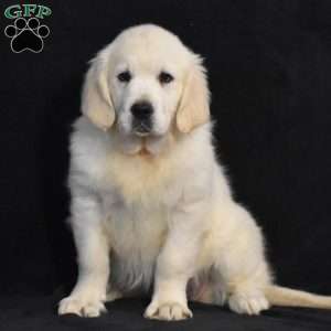 Jewel, English Cream Golden Retriever Puppy