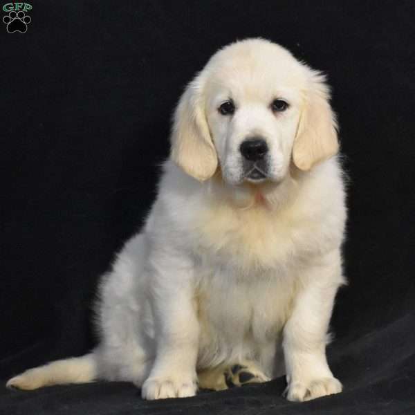 Jewel, English Cream Golden Retriever Puppy