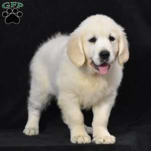 Jewel, English Cream Golden Retriever Puppy