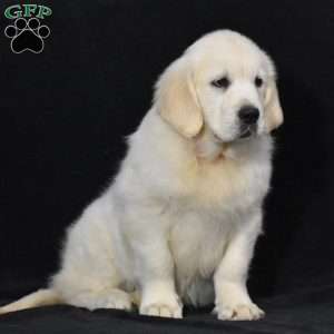 Jewel, English Cream Golden Retriever Puppy