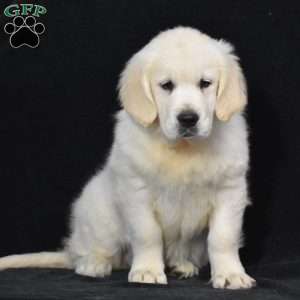 Jewel, English Cream Golden Retriever Puppy