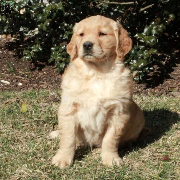 Jill, Golden Retriever Puppy