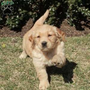 Jill, Golden Retriever Puppy