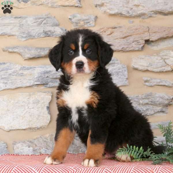 Joey, Bernese Mountain Dog Puppy