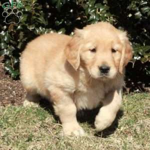 Joey, Golden Retriever Puppy