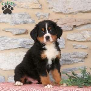 Joey, Bernese Mountain Dog Puppy