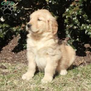 Joey, Golden Retriever Puppy