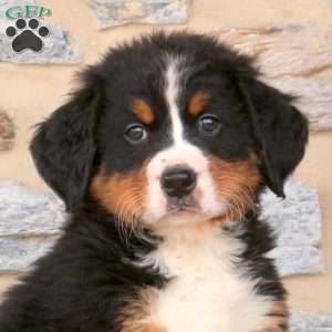 Joey, Bernese Mountain Dog Puppy