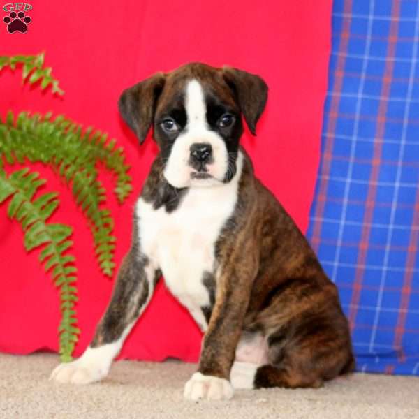 Jolisa, Boxer Puppy