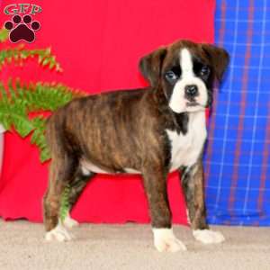 Jolisa, Boxer Puppy