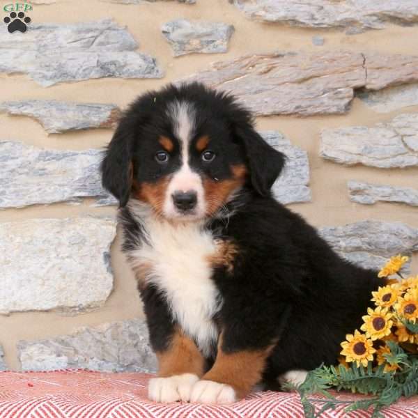 Jonah, Bernese Mountain Dog Puppy