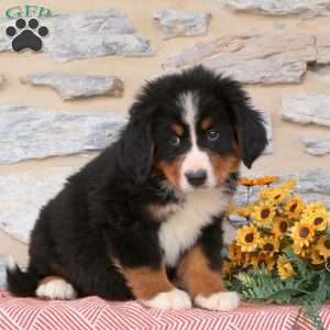 Jonah, Bernese Mountain Dog Puppy