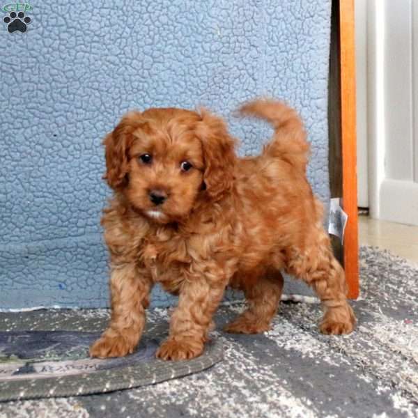 Jonathan, Cavapoo Puppy