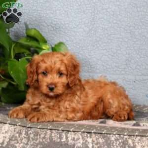 Jonathan, Cavapoo Puppy