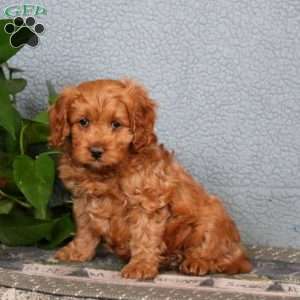 Jonathan, Cavapoo Puppy