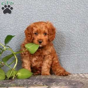 Jonathan, Cavapoo Puppy