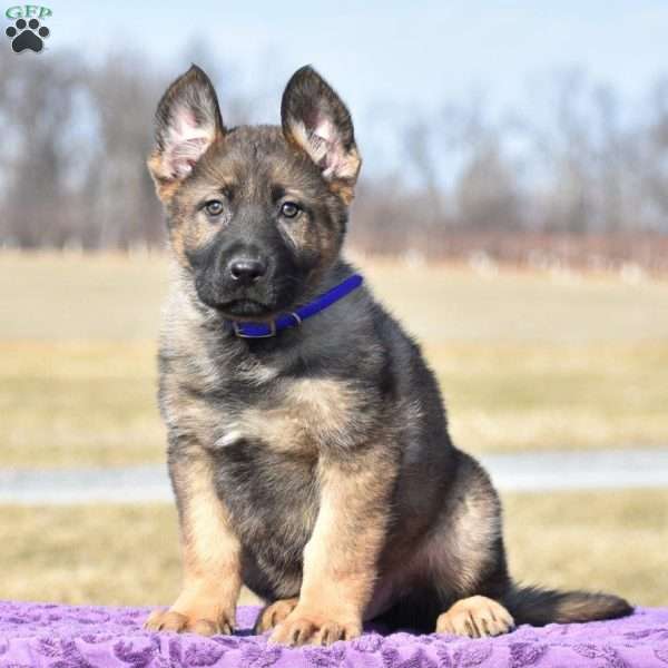 Jonny, German Shepherd Puppy