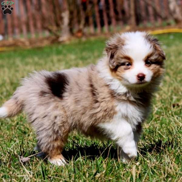 Josh, Miniature Australian Shepherd Puppy