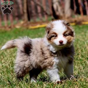 Josh, Miniature Australian Shepherd Puppy