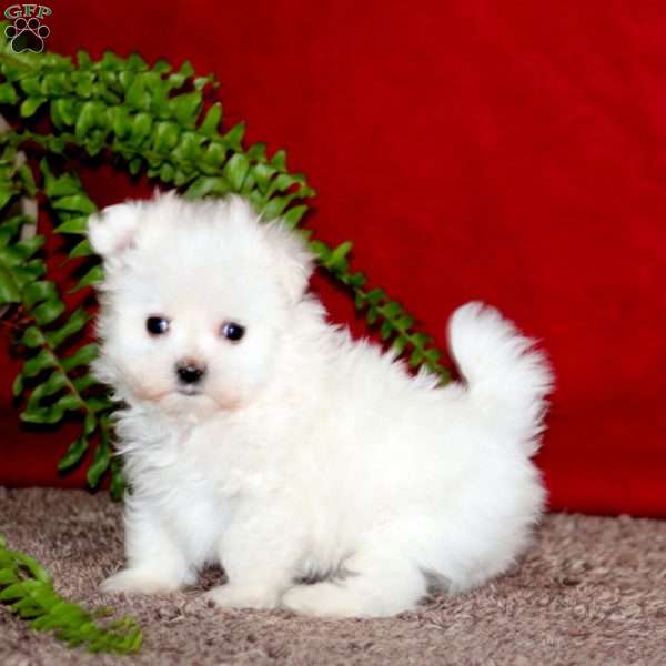 Joshua, Maltese Puppy