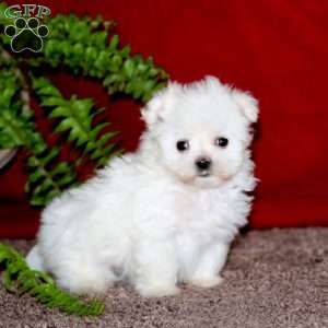 Joshua, Maltese Puppy