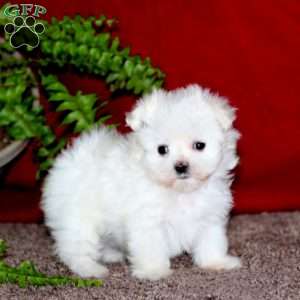 Joshua, Maltese Puppy