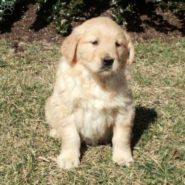 Josie, Golden Retriever Puppy