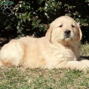 Josie, Golden Retriever Puppy