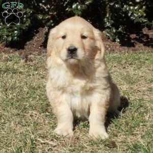 Josie, Golden Retriever Puppy