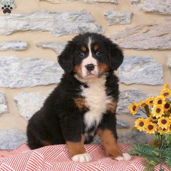 Joy, Bernese Mountain Dog Puppy