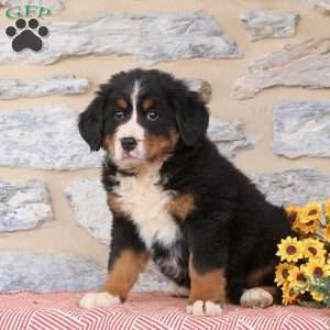 Joy, Bernese Mountain Dog Puppy