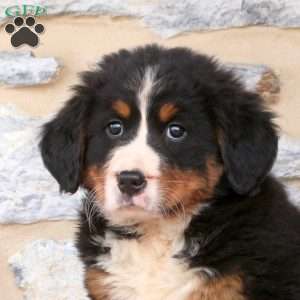 Joy, Bernese Mountain Dog Puppy