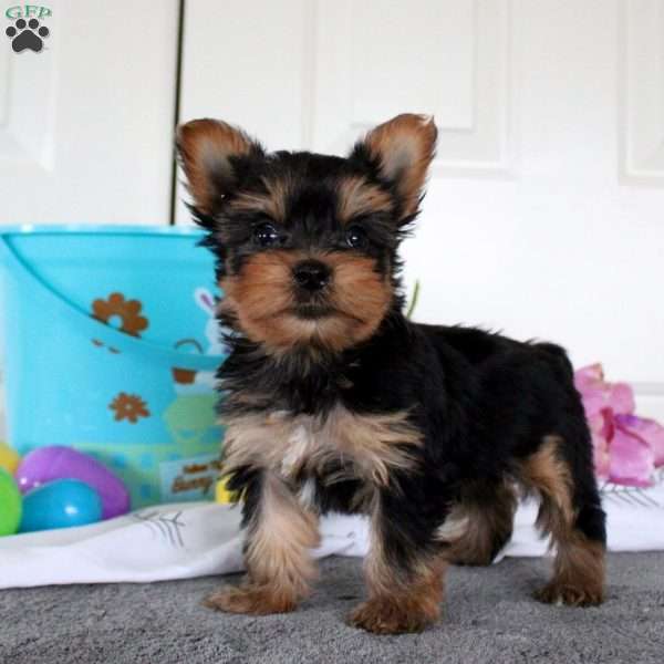 Joy, Yorkie Puppy