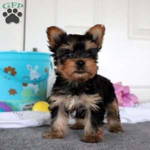 Joy, Yorkie Puppy