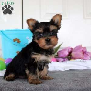 Joy, Yorkie Puppy