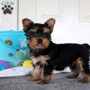 Joy, Yorkie Puppy