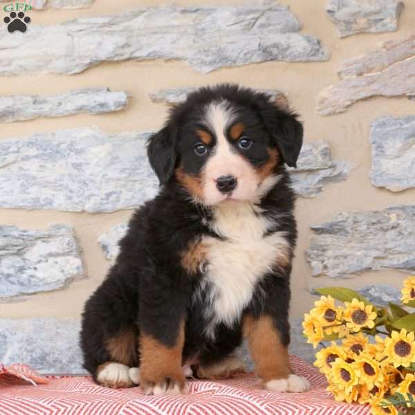 Julian, Bernese Mountain Dog Puppy