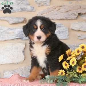 Julian, Bernese Mountain Dog Puppy