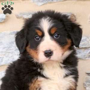 Julian, Bernese Mountain Dog Puppy