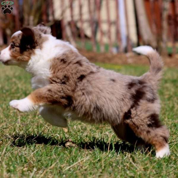 Justin, Miniature Australian Shepherd Puppy