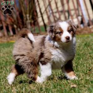 Justin, Miniature Australian Shepherd Puppy