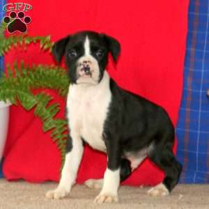 Justin, Boxer Puppy